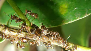 Не поверите, пока не попробуете: этот способ избавляет от муравьев за считанные минуты