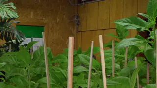 В секретной лаборатории Коми выращивают моль, клещей и клопов