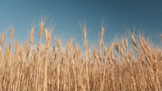 Аграрии Челябинской области получат страховые выплаты после паводка в регионе