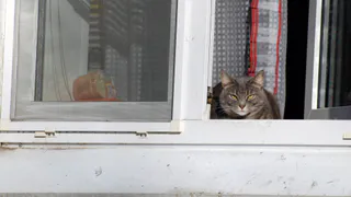 7 вещей, за которыми ваша кошка наблюдает из окна