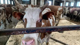 Фермер из Коми расширил своё хозяйство