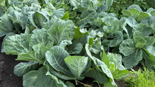 2 ингредиента в ведро — лучшая защита для капусты: универсальный инсектицид, который поможет в уничтожении любых вредителей