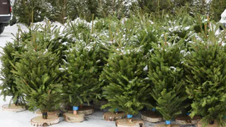 Елочные базары во Владимире будут работать до конца декабря