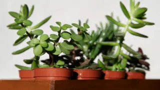 Два стакана для настоя: вот чем нужно полить денежное дерево - разрастется до потолка