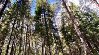 Собаки-спасатели Коми ищут пропавших в лесу и учат детей заботе о животных