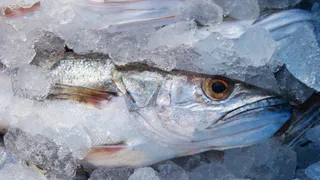 Эту рыбу вообще нельзя есть: мы подаем на стол и даже кормим детей