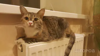 Скоро дадут отопление - ожидаются жалобы рязанцев на сильную жару в квартирах