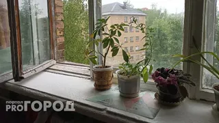 Высасывают всю энергию и здоровье: три растения-вампира, которые не стоит держать дома