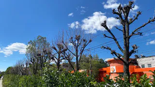 Народный контроль: на Крупской деревья превратились в сухостой