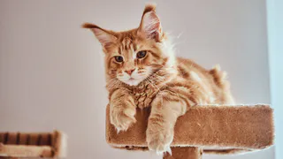 Что кошка на самом деле видит, когда смотрит на человека: должен знать каждый хозяин своего питомца