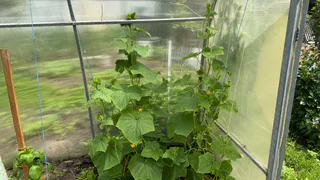 Соберёте лучший в вашей жизни урожай огурцов: кидаю 1 ложку под корень — свежие овощи на столе будут до октября