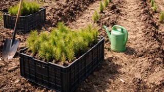 Во Владимирской области в 2026 году высадят лес на площади 6,8 тысячи гектаров