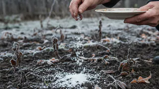 Сыпьте, пока не стало поздно: какое удобрение рассыпаю по снегу в декабре для мегаурожая