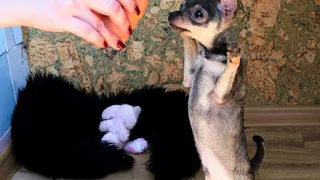 Конкурс домашних любимцев рязанцев в Instagram