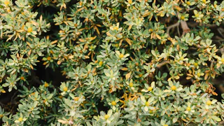 Потрясающе яркий многолетник заполонит сад алыми шапками соцветий: не поливаю, не кормлю - растёт сам по себе