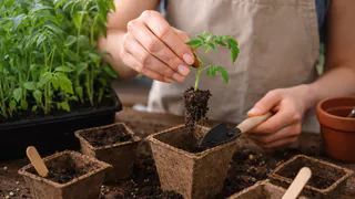 Раньше допускала 5 досадных ошибок при пикировке томатов: рассада цепляла черную ножку, была вялой