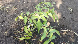 Томат не любит такой полив: 3 неявные ошибки - и чахнет, лист “крутит”, плоды растрескиваются, мельчают - запомните раз и навсегда