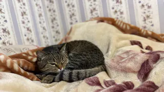 О чем расскажет поза спящей кошки: важный сигнал во сне - присмотреть к своему питомцу