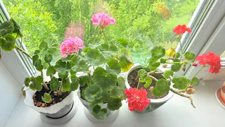 Немедленно уберите этот комнатный цветок из дома: притягивает несчастья и бедствия вопреки приметам