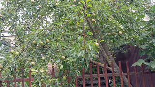 Выливаю под яблони осенью 2 ведра раствора. Урожай летом —   в 3 раза больше, а плоды сочные и крупные 