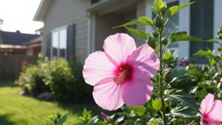 Гортензия в пролете - в наши сады врывается новый кустарник: он не боится морозов и цветет с начала лета