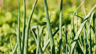 Лью на лук и чеснок эту смесь — пожелтевшие перья зеленеют за 2 дня — мощное средство ставит "на ноги" даже самые вялые растения