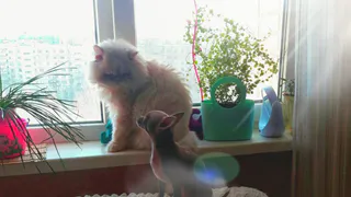 Мартовский кот: Шкет, Фантик, Милок и другие звери читателей ProГорода