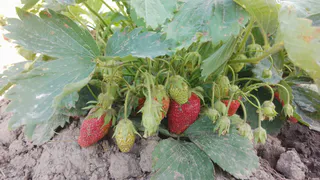 Насыпаю осенью вокруг кустов, хватает на всю зиму: клубника весной растёт как на дрожжах