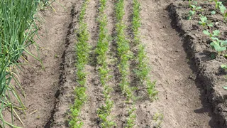 Что сажать в июне: 6 культур, которые спасут пустующие грядки – совет опытных огородников