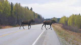 В Пензенской области под колесами автомобилей погибло два лося