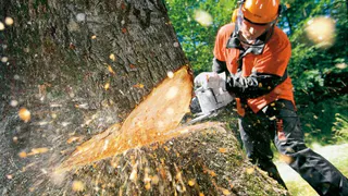 Житель Брянской области совершил незаконную рубку лесных насаждений