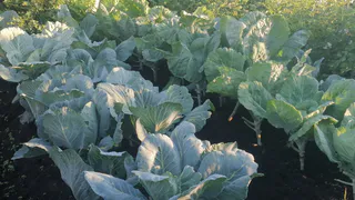 200 граммов на 1 литр, и капуста вырастет идеальной: обязательная подкормка в августе, которая подарит кочанам сочность и плотность