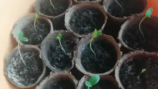 Что сеять на рассаду уже в январе и феврале - 4 культуры, которым уже "пора"