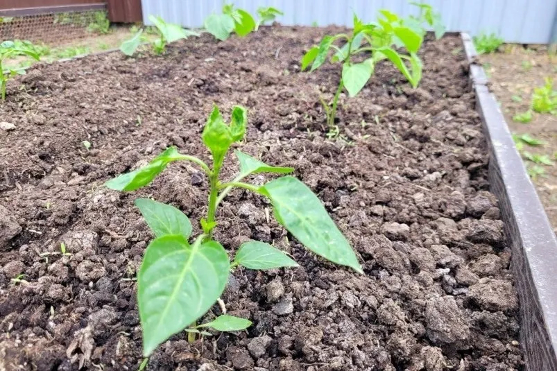 Лучше навоза и биогумуса — этот порошок сотворит чудеса с вашей землей