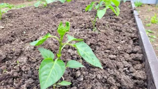 Лучше навоза и биогумуса — этот порошок творит чудеса с землей