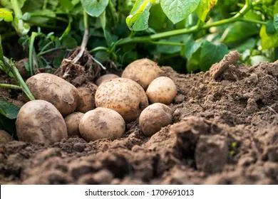 Как правильно хранить урожай картофеля