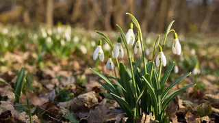 Весна-2026 отменяется? Синоптики изменили мартовский прогноз и посеяли хаос