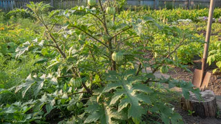 Ваш огород в опасности: этот сорняк не берет даже химия. Рассказываю, как избавиться от опасного растения, пока не стало слишком поздно