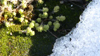 С трудом верится: синоптики утверждают, что в Рязани потеплеет на 20 градусов