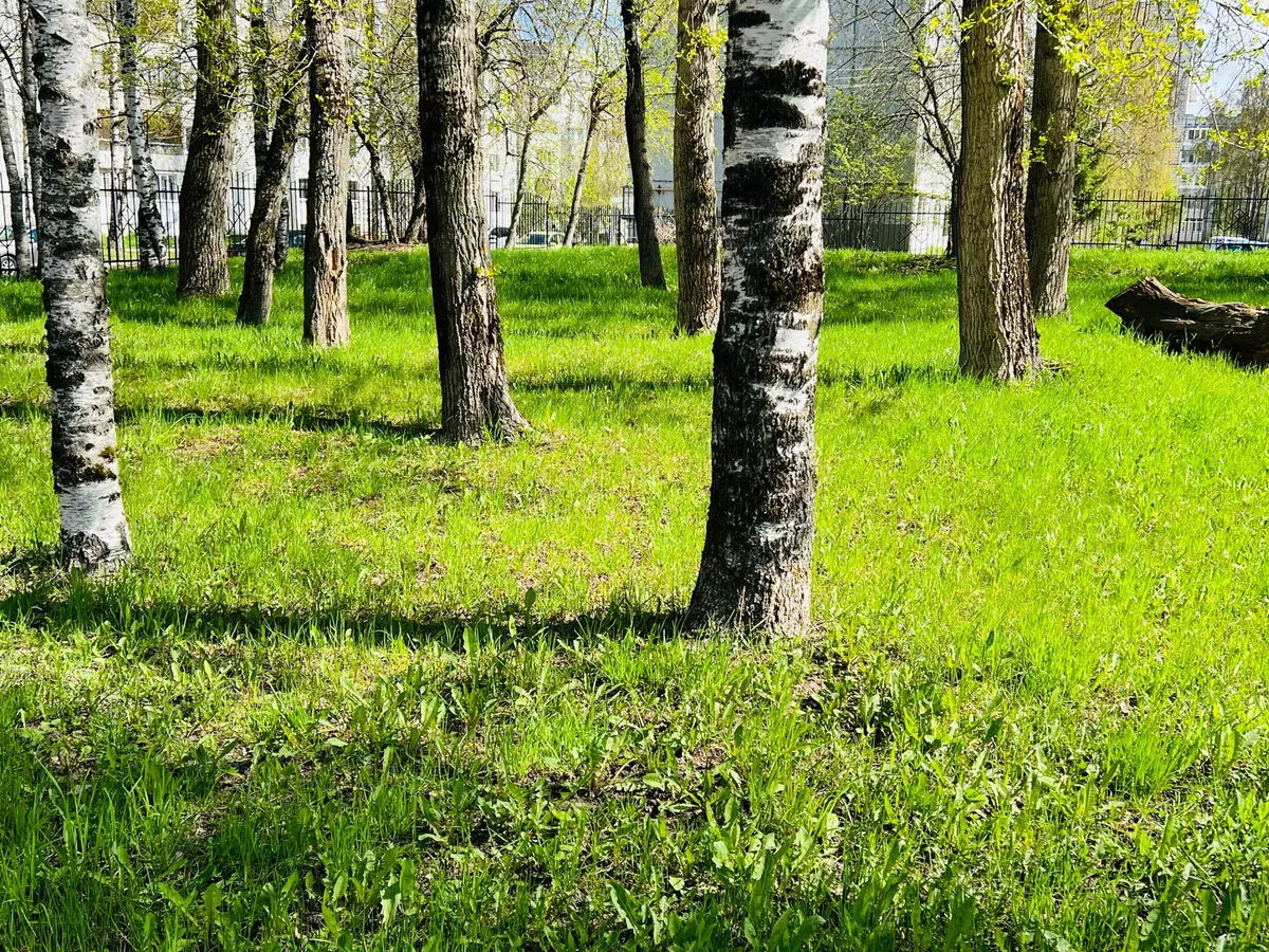 В Магнитогорске в 2025 году высадили свыше двух с половиной тысяч деревьев