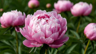 Для мощных шапок пионам — первым делом: 5 ст.л. в грунт — и бутоны будут лезть без остановки, аромат на всю округу