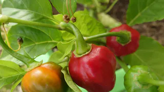 200 гр. в лунку — и перцы облепят все кусты: вырастут крупными и сладкими — урожай придется собирать мешками и ящиками