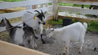 Фермерам Коми необходимо зарегистрировать овец и коз до 1 декабря 2025 года