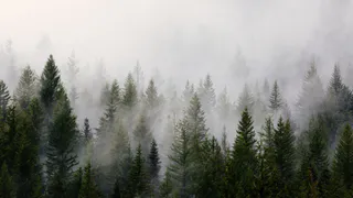 Туман и дождь - в понедельник рязанцам следует запастись зонтиками