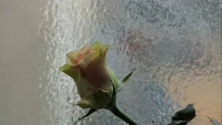 Инстаграм-подборка: Рязань покрылась ледяной глазурью