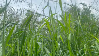 1 июля принесет в Челябинскую область дожди и грозы