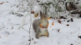 1 ноября Чувашию накроет снегопад