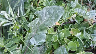 РЧСЧ предупреждает: в Татарстане ожидаются заморозки