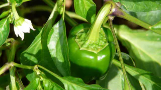 Перцы растут тоннами и с толстыми стенками, если успеть полить их простейшим аптечным средством