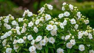 Сирень в пролёте: этот кустарник радует цветением с лета до зимы и превращает сад в пушистое облачко круглый год